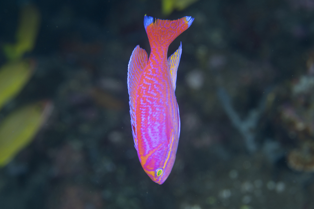 Twospot basslet (Pseudanthias bimaculatus) — Serranidae