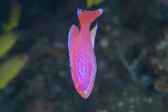 Two-Spot Basslet photo 1