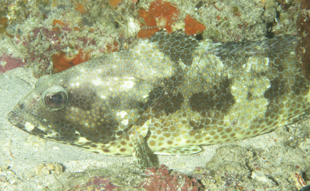 Black-spot Grouper (Epinephelus melanostigma)