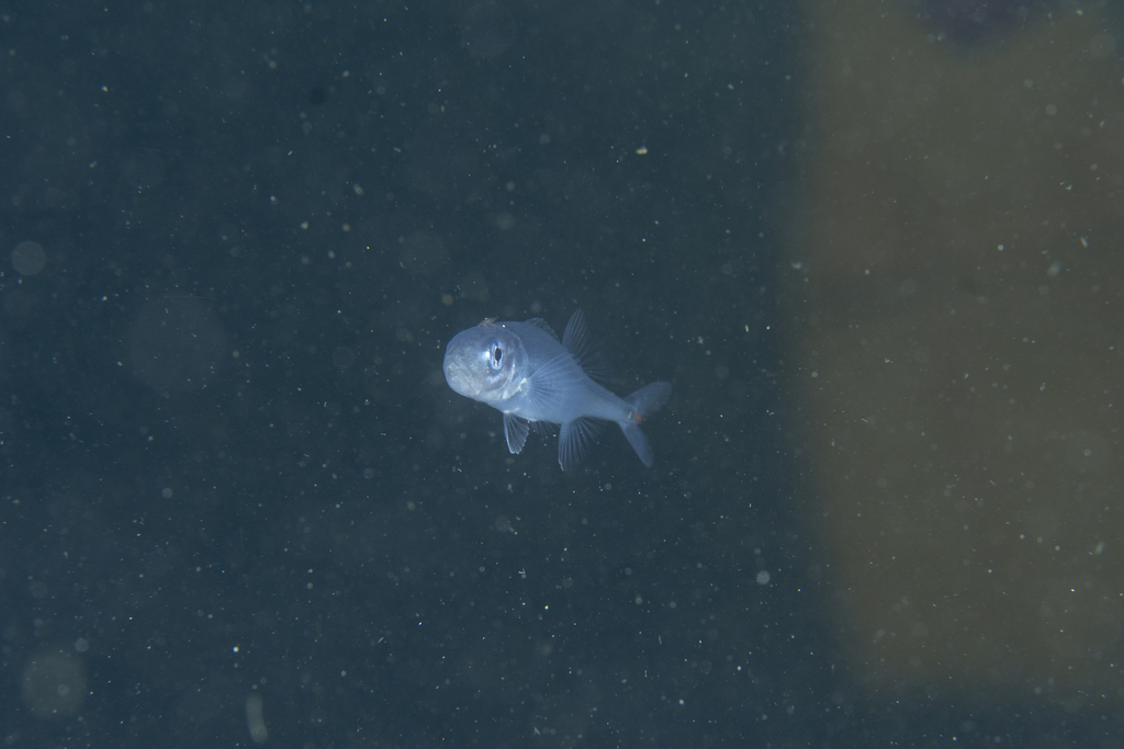 Atlantische vierkantstaart (Tetragonurus atlanticus) — Tetragonuridae