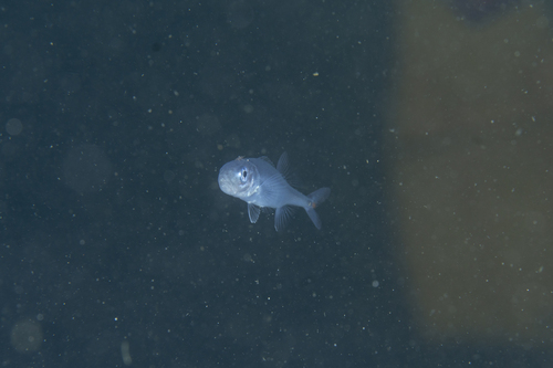 Bigeye squaretail (Tetragonurus atlanticus) — Tetragonuridae