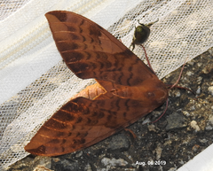 Clanis undulosa