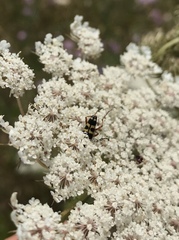 Typocerus sparsus
