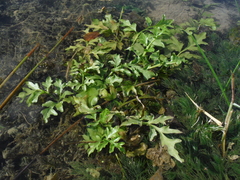 Ceratopteris pteridoides