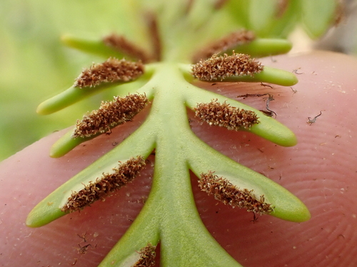 Image of Asplenium haurakiense by (c) Benjamin Lavin, some rights reserved (CC BY)