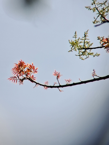 Spondias pinnata, photograph 5