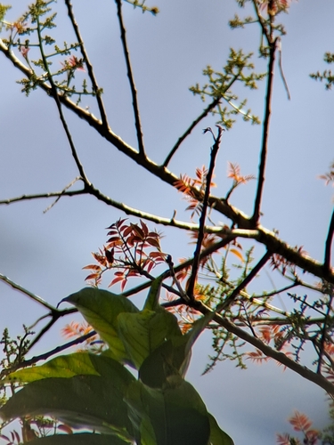 Spondias pinnata, photograph 6