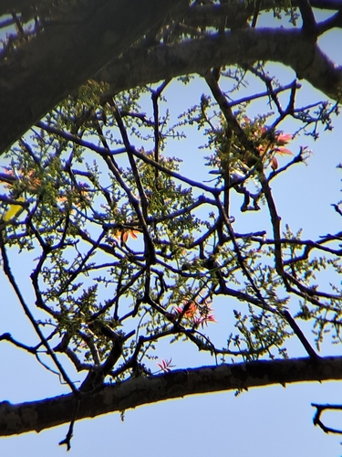 Image of Spondias pinnata by (c) Rama Narayanan, some rights reserved (CC BY)