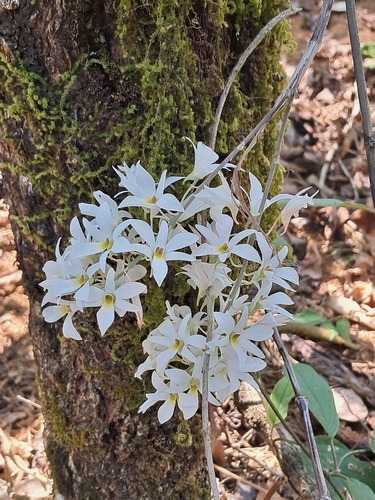 Image of Dendrobium barbatulum by (c) Rama Narayanan, some rights reserved (CC BY)