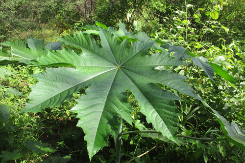 Ricinus communis L.