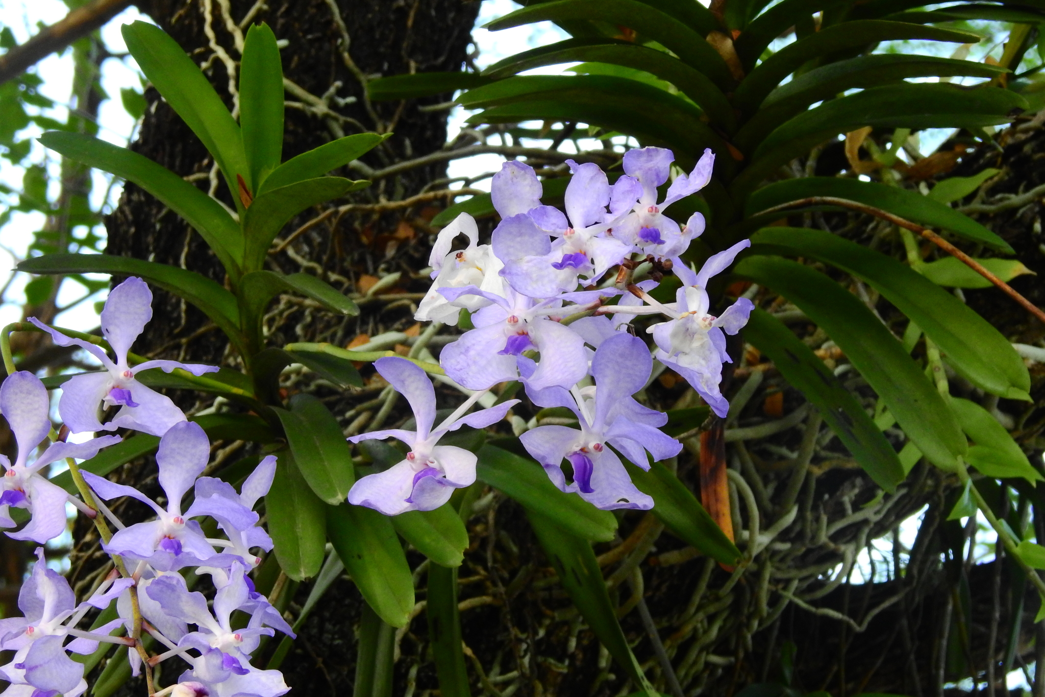 Imagem de Orquídea azul