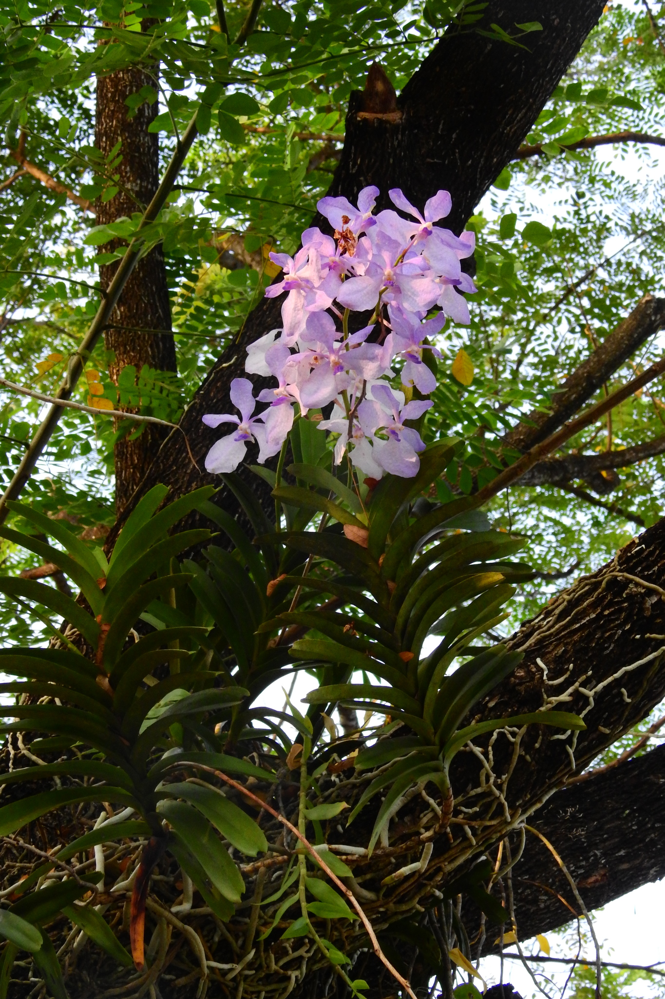 Imagem de Orquídea azul