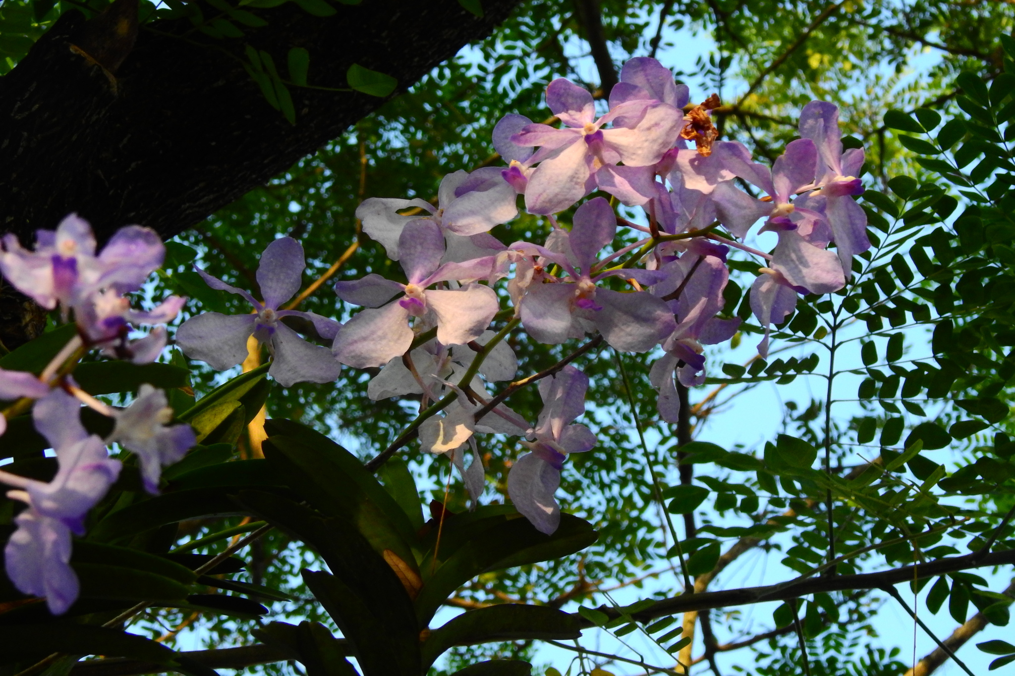 Imagem de Orquídea azul