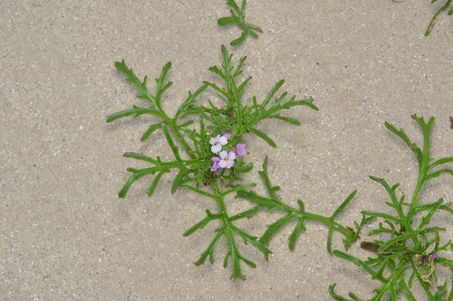 Image of Cakile lanceolata by (c) Michelle W. （鍾偉瑋）, some rights reserved (CC BY)