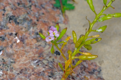 Image of Cakile lanceolata by (c) Michelle W. （鍾偉瑋）, some rights reserved (CC BY)