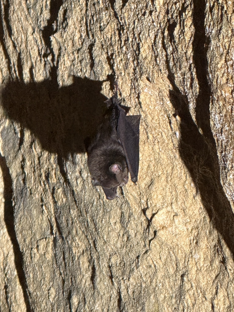 Cantor's Leaf-nosed Bat