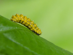 Dalceridae