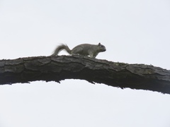 Sciurus niger cinereus