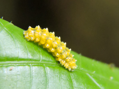Dalceridae