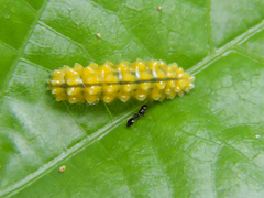 Dalceridae