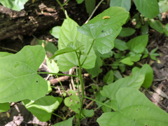 Dalceridae