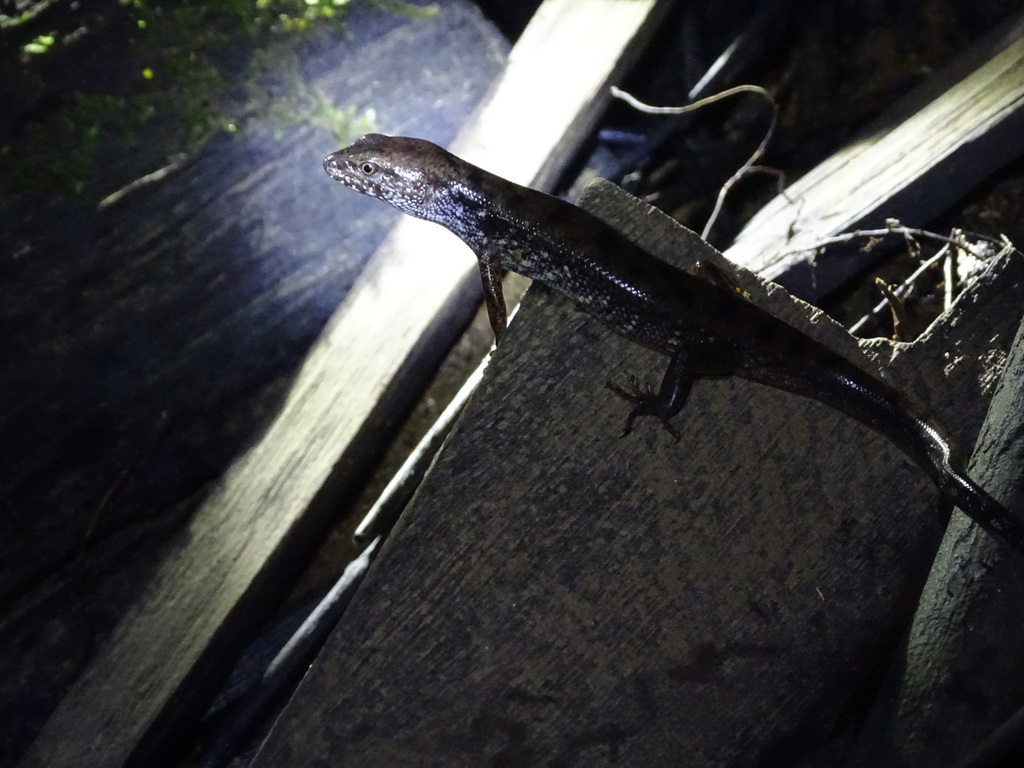 Beccari's Keeled Skink (Tropidophorus beccarii)