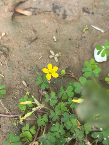 Creeping Woodsorrel
