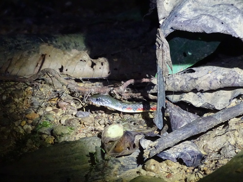 Xenochrophis trianguligerus