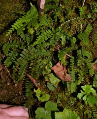 Asplenium resiliens image