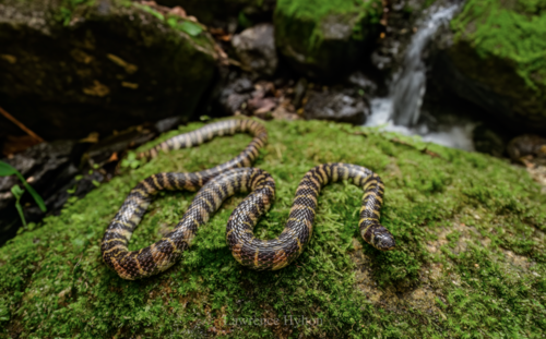 Banded Stream Snake