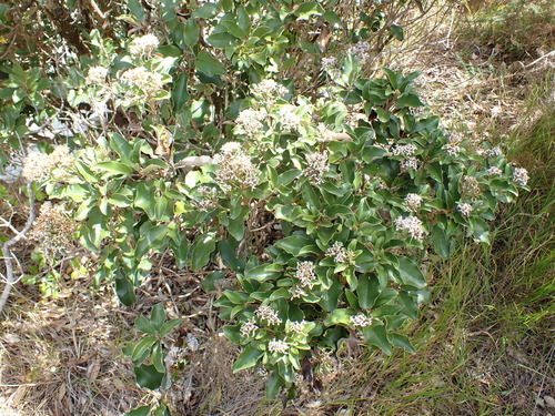 Image of Olearia furfuracea by (c) Benjamin Lavin, some rights reserved (CC BY)