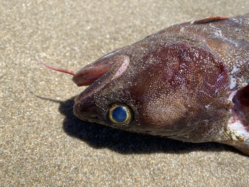Baardrotskabeljauw (Lotella rhacina) — Moridae — 2