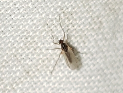 Lestremiinae
