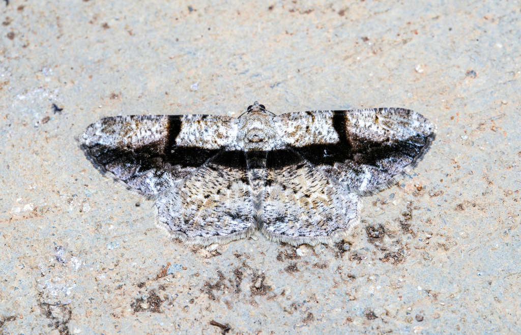 Psilalcis stueningi