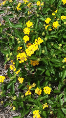 Lantana depressa