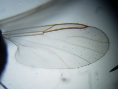 Lestremiinae