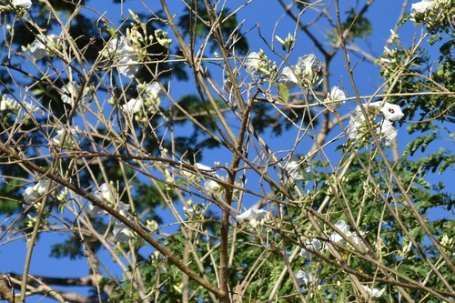 Anona (Annona squamosa)