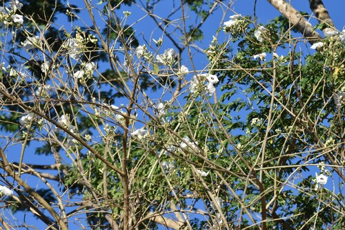 Cazahuate (Ipomoea wolcottiana)