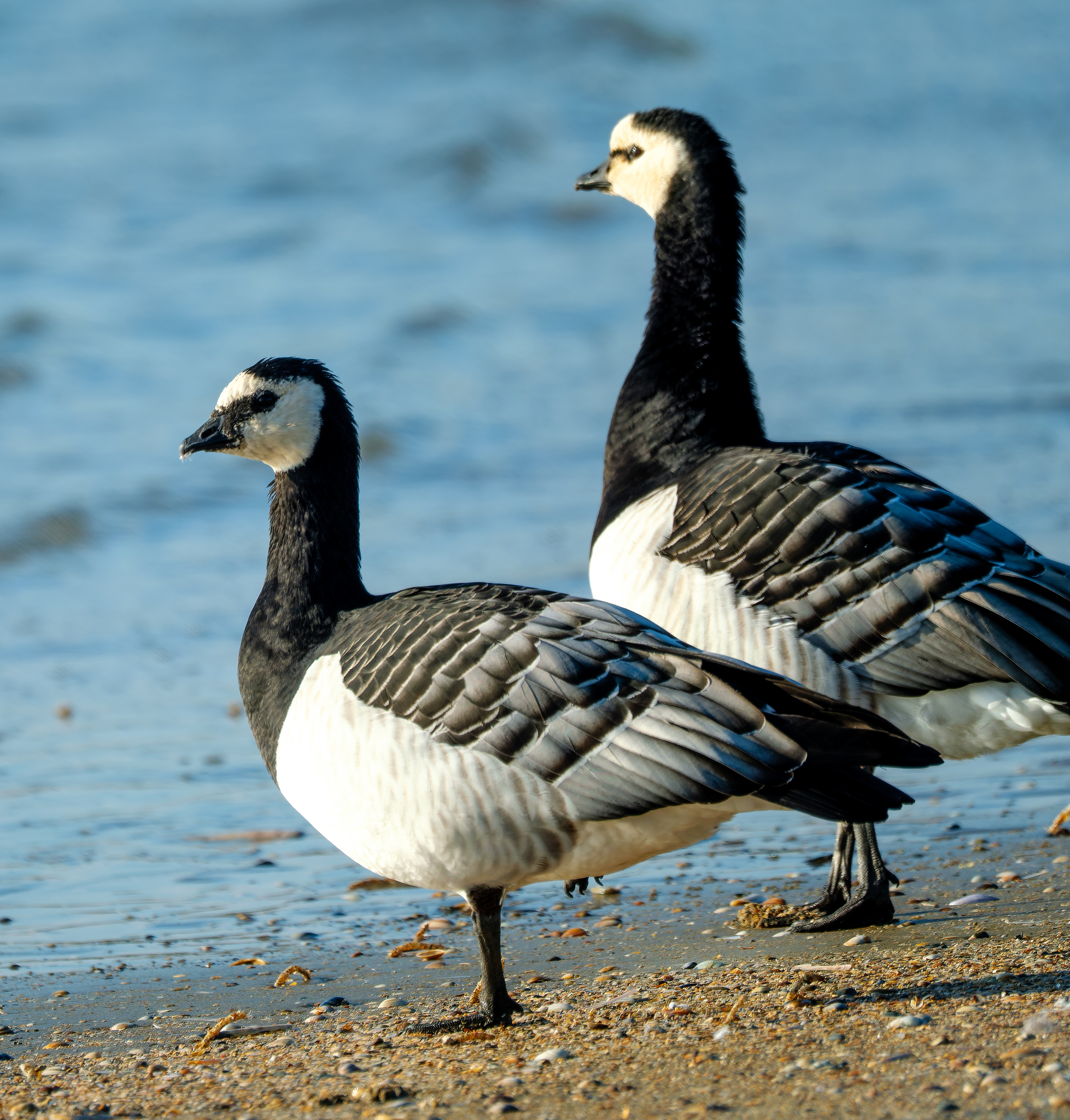 Barnacle Goose