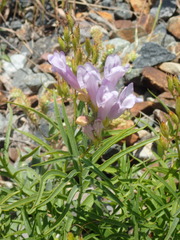Penstemon lyallii