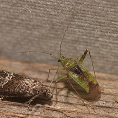 Phytocoris tibialis