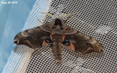 Smerinthus caecus