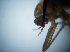Lestremiinae