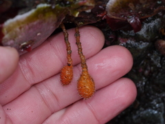 Boltenia villosa