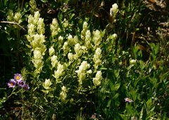 Castilleja septentrionalis