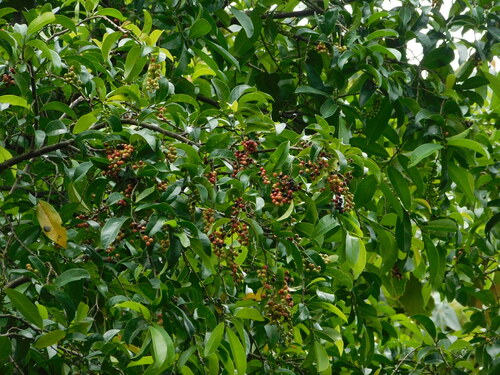 Salamander-tree (Antidesma bunius)