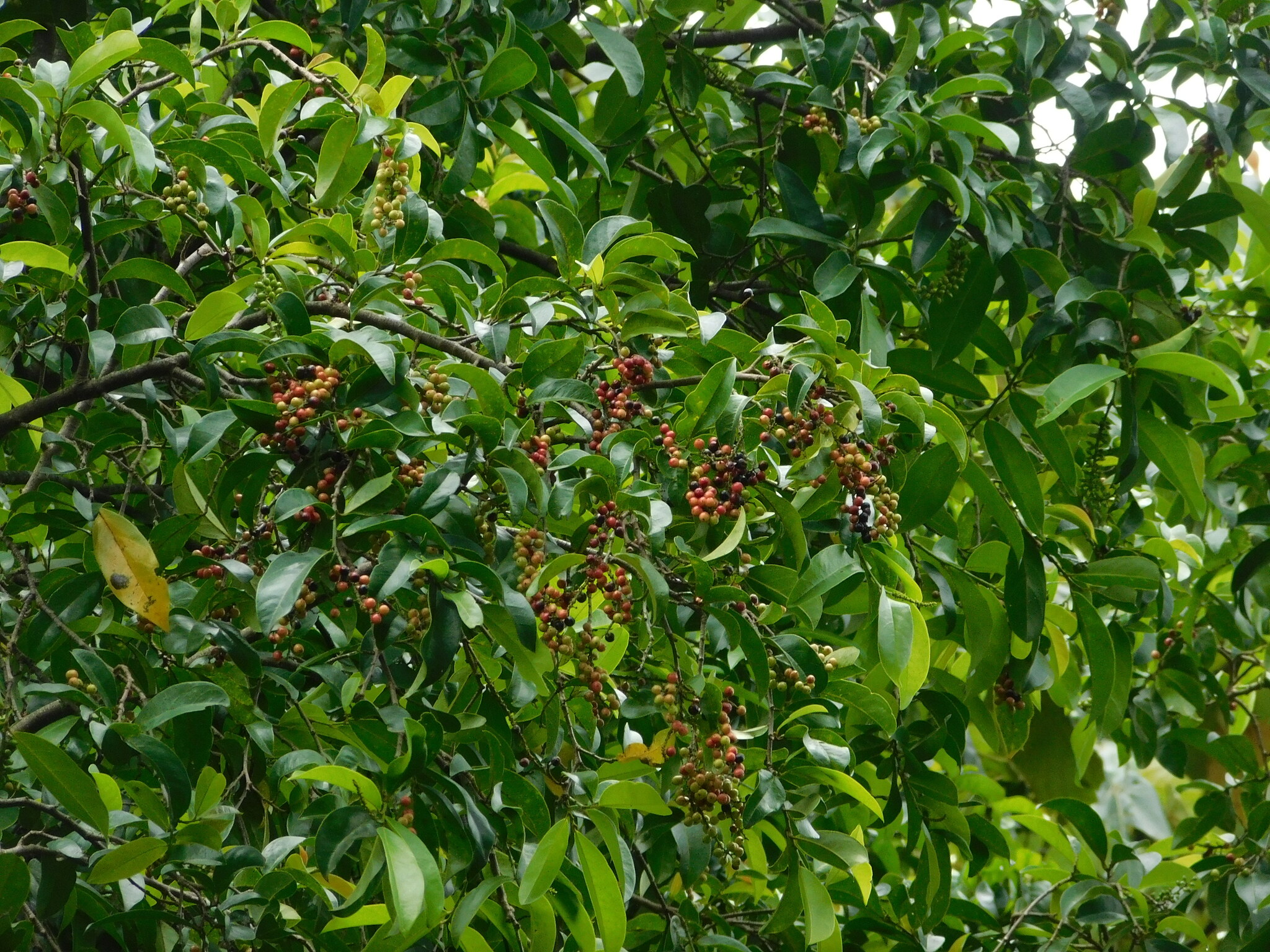 Salamander-Tree (Antidesma bunius)