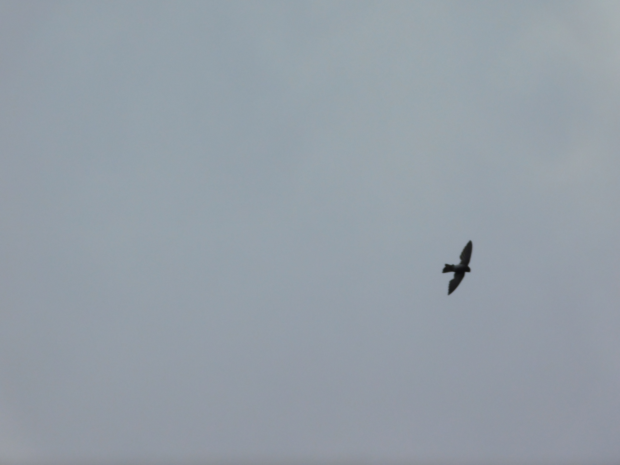 Cave Swiftlet illustration