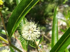 Cephalanthus salicifolius