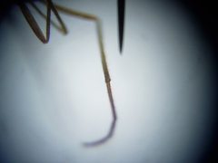 Lestremiinae